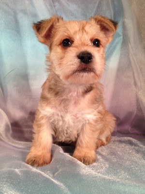 Buy this Puppy Named Visa With your Visa Credit Card|Snorkie Female #16 Ready Christmas 2012